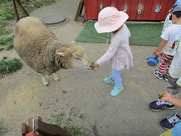 写真：羊と外遊び