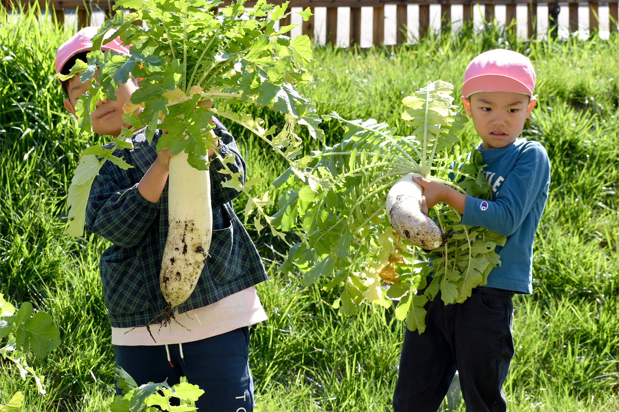 写真：大根を持つ園児